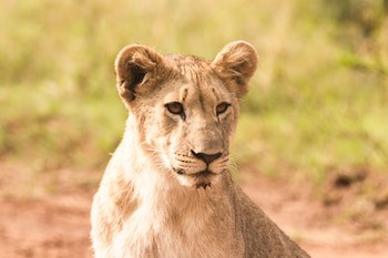 Black Rhino Game Lodge