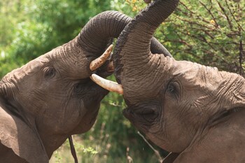 Black Rhino Game Lodge