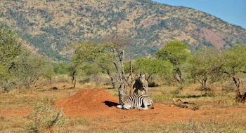 Black Rhino Game Lodge