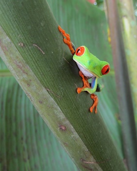 Heliconia Island