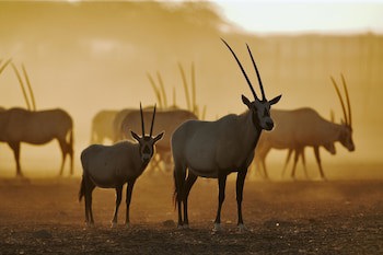 Anantara Al Sahel Villa Resort