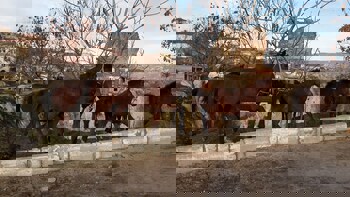 Tafoni Houses Cave Hotel