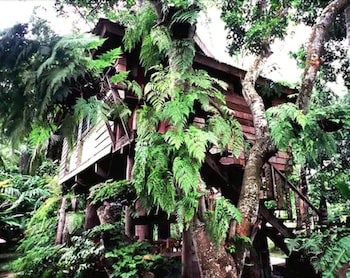 Fern Paradise