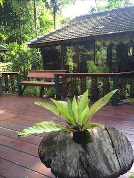 Fern Paradise
