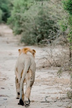 Moditlo River Lodge