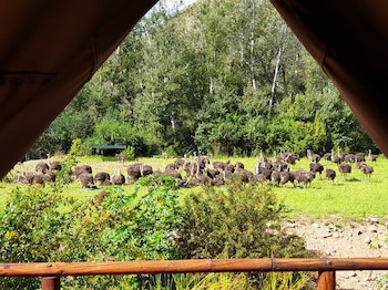 Old Mill Lodge, Working Ostrich Farm & Restaurant, Oudtshoorn