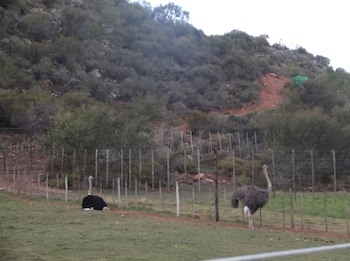 Old Mill Lodge, Working Ostrich Farm & Restaurant, Oudtshoorn