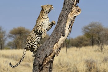 Dusternbrook Safari Guest Farm