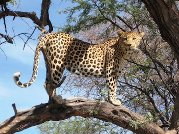 Dusternbrook Safari Guest Farm