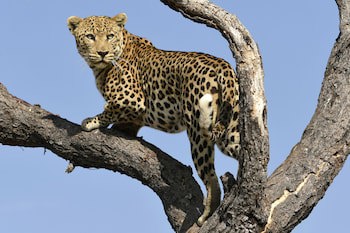 Dusternbrook Safari Guest Farm