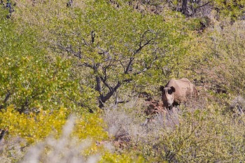 Grootberg Lodge