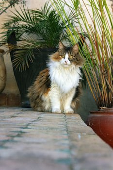 Dar El Bali