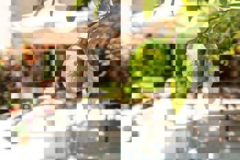 Alacati Kostem Hotel