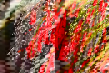 Alacati Kostem Hotel