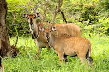 Fathala Wildlife Reserve