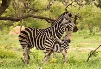 Fathala Wildlife Reserve