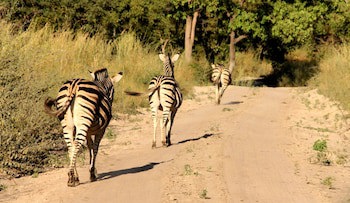 Fathala Wildlife Reserve