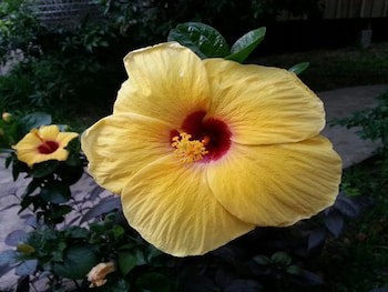 Bird Of Paradise Bungalows