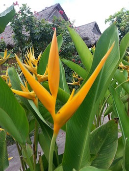 Bird Of Paradise Bungalows