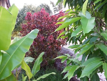 Bird Of Paradise Bungalows