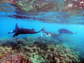 Barefoot Manta Island