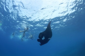 Barefoot Manta Island