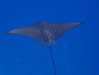 Eriyadu Island Resort