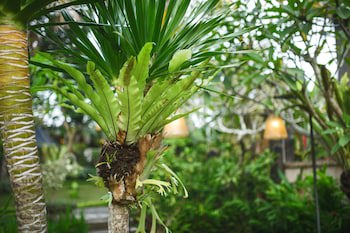 Alas Petulu Villa Resort And Spa