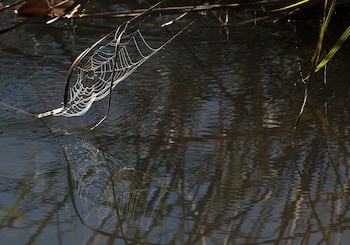 Whispering Waters