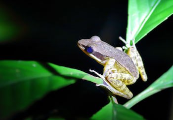 Tanini Kinabatangan (Formerly Known As Nature Lodge Kinabatangan)