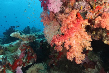 Maravu Taveuni Lodge