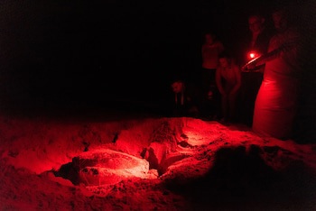 Ras Al Jinz Turtle Reserve