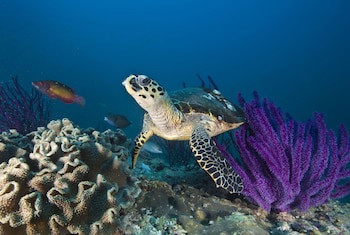 Ras Al Jinz Turtle Reserve