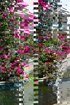 Royal Palm Residence