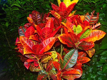 Hotel Heliconias Nature Inn & Hot Springs