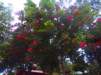 Hotel Heliconias Nature Inn & Hot Springs