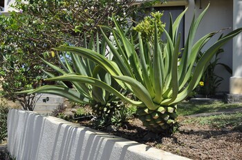 Tropical Gardens