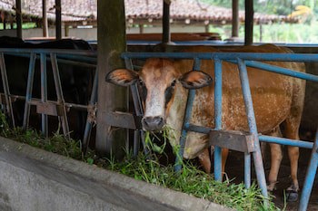 Rancho Margot - All Meals Included