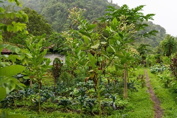 Rancho Margot - All Meals Included