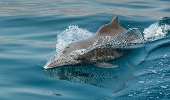 Atana Musandam