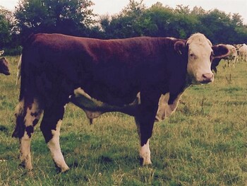 Battens Farm Cottages - B&B And Self-Catering Accommodation