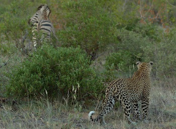 Simbavati River Lodge