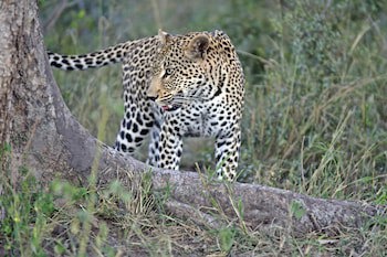 Simbavati River Lodge