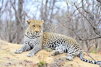 Simbavati River Lodge