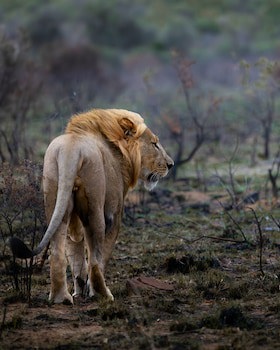 Sediba Luxury Safari Lodge