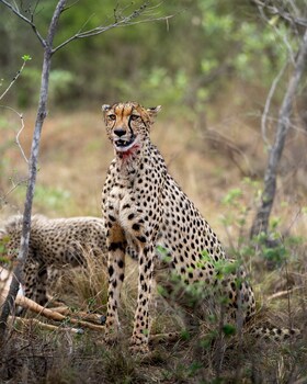 Sediba Luxury Safari Lodge