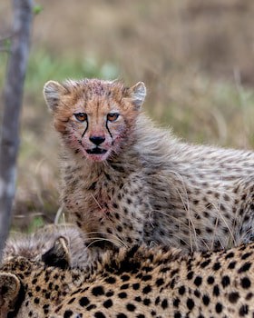 Sediba Luxury Safari Lodge