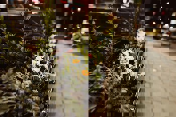 Publove @ The Crown, Battersea - Hostel