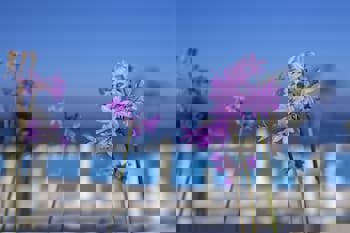 King Evelthon Beach Hotel & Resort