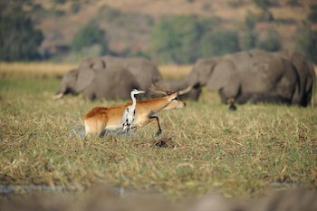 Chobe Water Villas